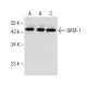 GATA-1 Antibody (N1) - Western Blotting - Image 150240 