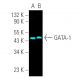GATA-1 Antibody (N1) - Western Blotting - Image 391496
