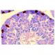 GATA-1 Antibody (N6) - Immunohistochemistry - Image 1179 