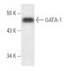 GATA-1 Antibody (N6) - Western Blotting - Image 1173