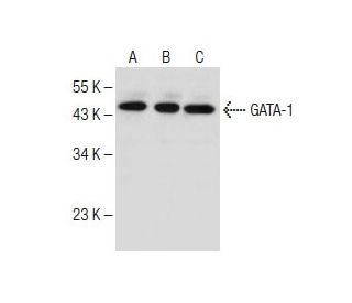 GATA-1 Antibody (N1) - Western Blotting - Image 150240 