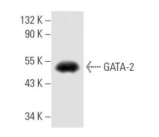 GATA-2 Antibody (CG2-96) - Western Blotting - Image 8813 