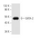 GATA-2 Antibody (CG2-96) - Western Blotting - Image 8813 