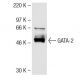 GATA-2 Antibody (CG2-96) - Western Blotting - Image 57954
