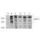 GATA-2 Antibody (H-6) - Western Blotting - Image 344306 