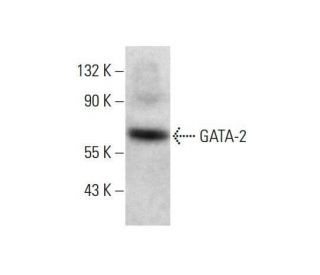 GATA-2 Antibody (H-6) - Western Blotting - Image 351868 