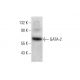 GATA-2 Antibody (H-6) - Western Blotting - Image 351868 