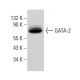 GATA-2 Antibody (H-6) - Western Blotting - Image 380318