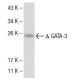 GATA3 Antibody (1A10D1) - Western Blotting - Image 137468