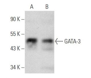 GATA3 Antibody (B-10) - Western Blotting - Image 354419 