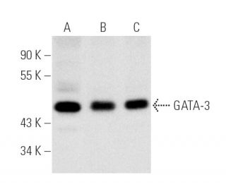 GATA3 Antibody (HG3-31) - Western Blotting - Image 1175 