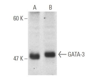 GATA3 Antibody (HG3-35) - Western Blotting - Image 1178 