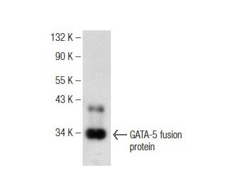 GATA-5 Antibody (D-5) - Western Blotting - Image 146452
