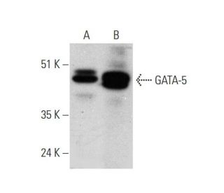 GATA-5 Antibody (H-6) - Western Blotting - Image 346461