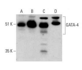 GATA4 Antibody (G-4) - Western Blotting - Image 385201The Double Nickase Plasmid features a U6 promoter for sgRNA expression, a 20 nt targeting sequence, and a gRNA scaffold to guide Cas9n. It includes a CBh promoter for Cas9n (D10A) and puromycin resistance, GFP for transfection verification, and nuclear localization signals (NLS). The 2A peptide allows co-expression of Cas9n and Puro from a single promoter, enabling precise genome editing with reduced off-target effects.