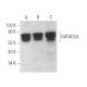 GATAD2A Antibody (G-9) - Western Blotting - Image 371243 