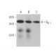 Gβ 1 Antibody (B-3) - Western Blotting - Image 376473 