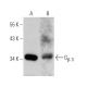 Gβ 3 Antibody (G-5) - Western Blotting - Image 355242