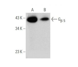 G<sub>&beta; 5</sub> Antibody (C-6) - Western Blotting - Image 346497