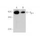 Gβ 5 Antibody (C-6) - Western Blotting - Image 346497