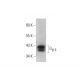Gβ 5 Antibody (F-5) - Western Blotting - Image 353431 