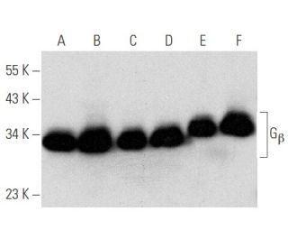 G<sub>&beta;</sub><sub> Antibody (</sub>H-1) - Western Blotting - Image 354708 