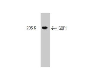 GBF1 Antibody (25) - Western Blotting - Image 127543 