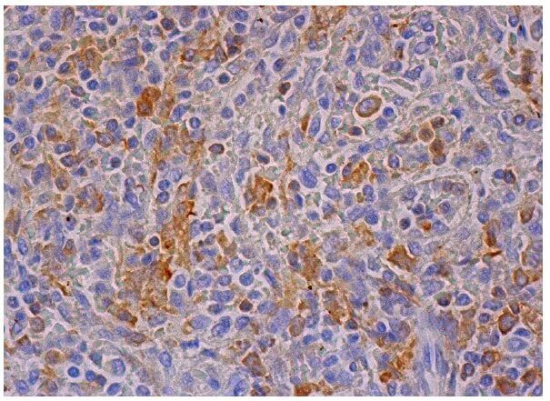 Gbp2 GBP2抗体 (G-9) | SCBIO - Santa Cruz Biotechnology