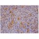 GBP2 Antibody (G-9) - Immunohistochemistry - Image 285710 