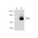 GBP2 Antibody (G-9) - Western Blotting - Image 133981