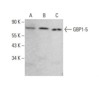 GBP1-5 Antibody (G-12) - Western Blotting - Image 381075Each CRISPR/Cas9 Knockout (KO) Plasmid product consists of a pool of 3 plasmids designed to ensure identification and cleavage of a specific gene for maximum knockout efficiency. Each plasmid encodes a unique 20 nt sequence derived from the GeCKO (v2) library.