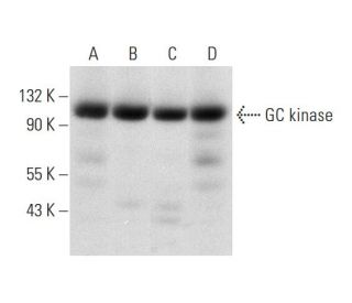 GC kinase Antibody (A-10) - Western Blotting - Image 312019 