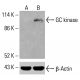 GC kinase Antibody (A-10) - Western Blotting - Image 415568