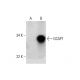 GCAP1 Antibody (F-6) - Western Blotting - Image 289541