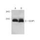 GCAP1 Antibody (F-6) - Western Blotting - Image 376116 