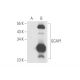 GCAP1 Antibody (G2G4) - Western Blotting - Image 58118
