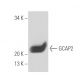 GCAP2 Antibody (A1) - Western Blotting - Image 15657