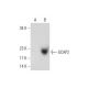 GCAP2 Antibody (B-8) - Western Blotting - Image 130323