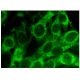 GCDFP-15 Antibody (C-12) - Immunofluorescence - Image 282729