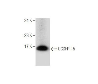 GCDFP-15 Antibody (C-12) - Western Blotting - Image 281862 