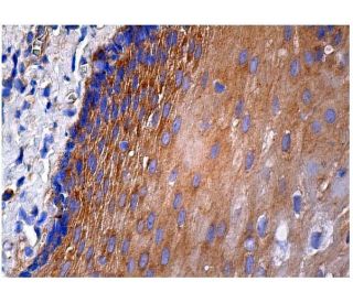 GCH-I Antibody (C-4) - Immunohistochemistry - Image 160197 