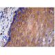 GCH-I Antibody (C-4) - Immunohistochemistry - Image 160197 