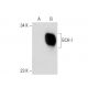 GCH-I Antibody (C-4) - Western Blotting - Image 133409