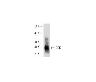 GCK Antibody (G-5) - Western Blotting - Image 13498