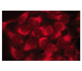 GCK Antibody (G-6) - Immunofluorescence - Image 134177 