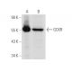 GCKR Antibody (A-8) - Western Blotting - Image 30491