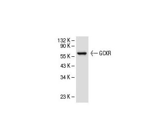 GCKR Antibody (G-6) - Western Blotting - Image 30492 