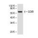 GCKR Antibody (G-6) - Western Blotting - Image 30492 