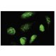 GCM1 Antibody (R-06) - Immunofluorescence - Image 35834