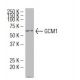 GCM1 Antibody (R-06) - Western Blotting - Image 34535 